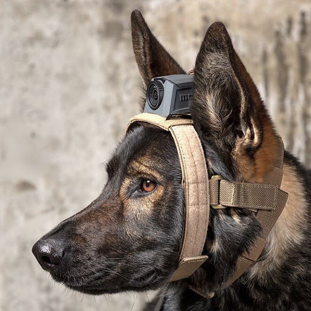 MOHOC K9 Head Harness Black 12200