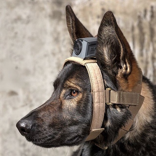 [MH-K9BK] MOHOC K9 Head Harness Black 12200